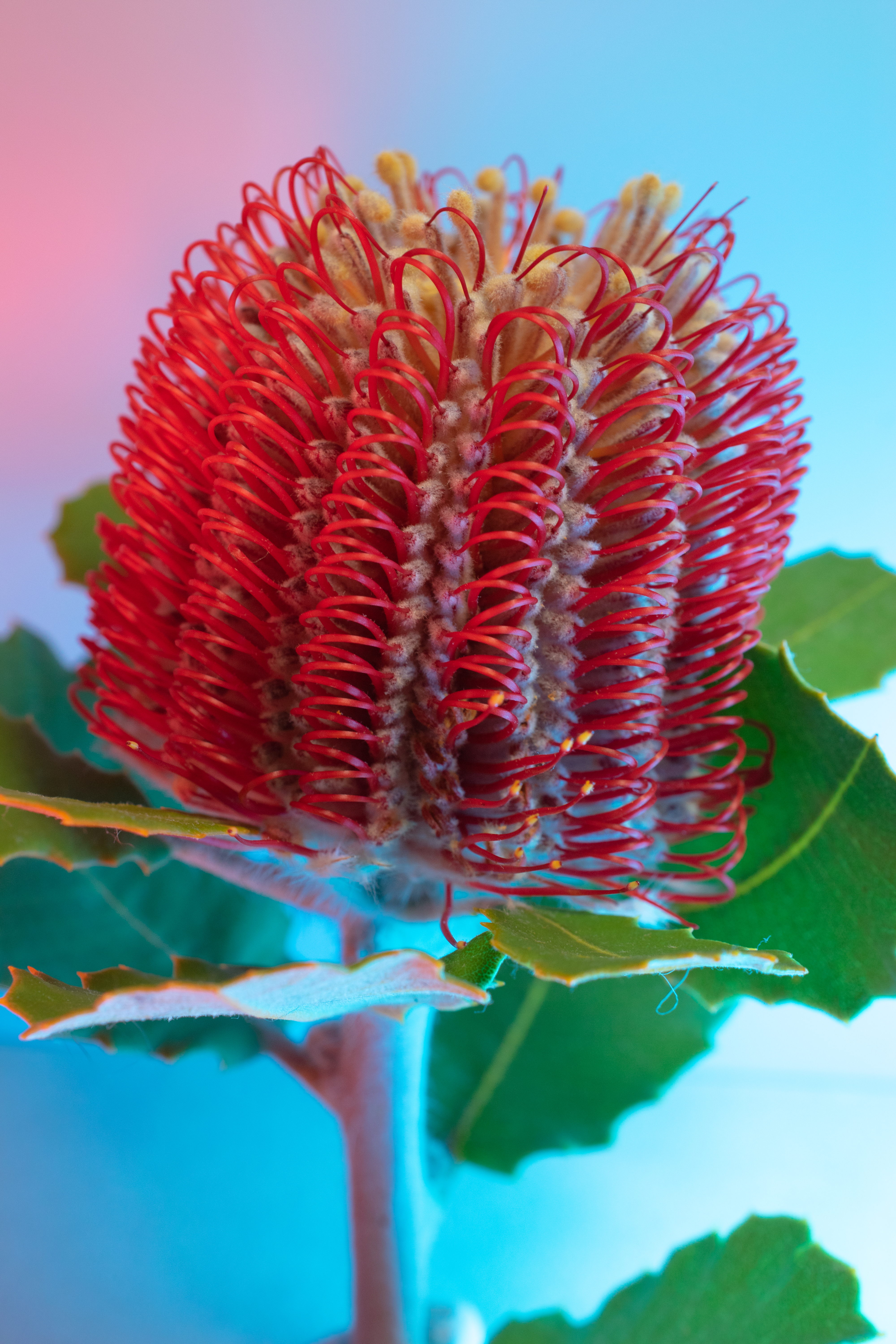 A photo of a banksia with blue and pink lights